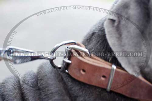 Leather collar with nickel fittings for Mastino Napoletano
