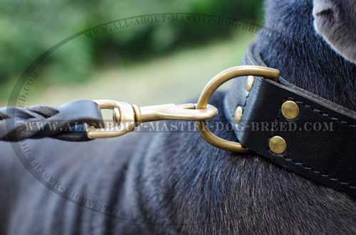 Mastino Napoletano leather collar with sturdy D-ring