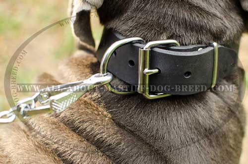 Mastino Napoletano leather collar with stainless buckle and D-ring