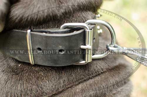 Mastino Neapoletano Leather Dog Collar with Durable Nickel Buckle and D-Ring