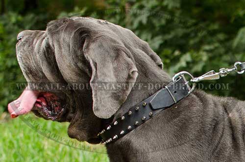 Mastino Neapoletano Spiked Leather Dog Collar Decorated in Two Lines