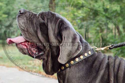 Mastino Neapoletano Studded Leather Collar Equipped with Strong Brass Fittings