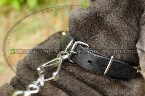 Leather Mastino Neapolitano collar with steel fittings