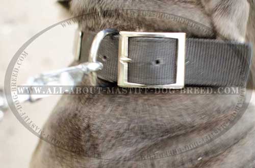 Water-resistant nylon dog collar