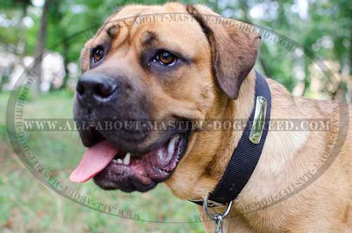 Cane Corso nylon collar for any weather