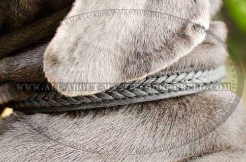 Elegant leather dog collar with braids for walking