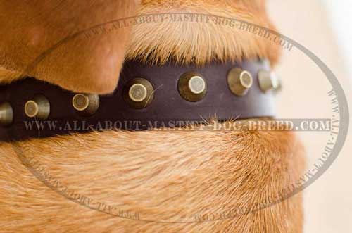 Chic leather dog collar with stainless fittings