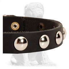 Leather Mastiff collar with nickel hardware