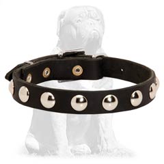Thin leather Mastiff collar with nickel studs