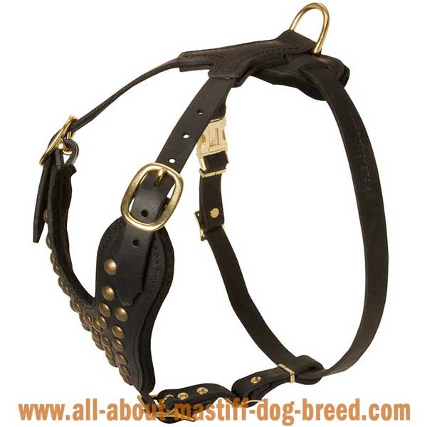 Beautifully designed studded leather harness for Boerboel Mastiff