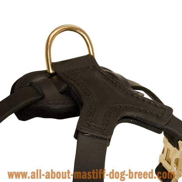 Reliable leather Boerboel Mastiff harness with wide straps