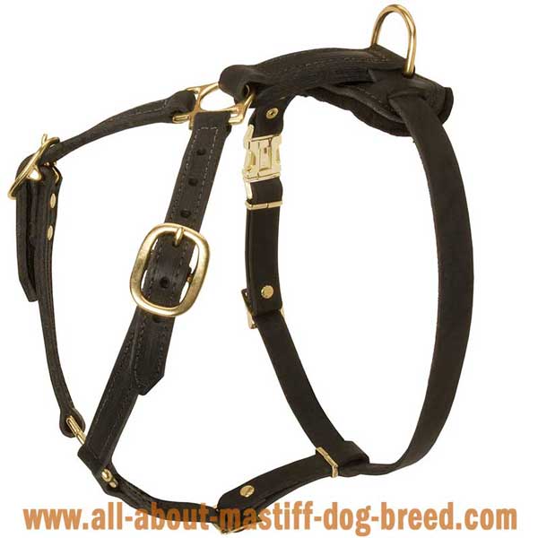 Bullmastiff Dog Harness Made of Leather with 4 Adjustable Straps