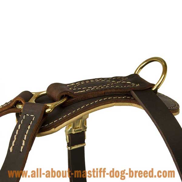 Bullmastiff Leather Harness with Rust Resistant Hardware