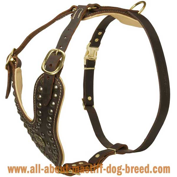 Bullmastiff Leather Harness with Brass Studs and Brooch