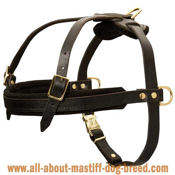 Bullmastiff leather harness with adjustable straps