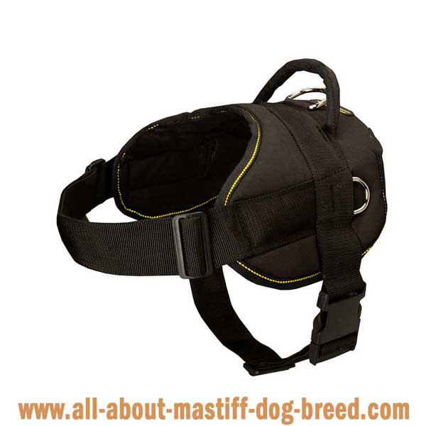 Lightweight Bullmastiff harness for tracking/pulling work