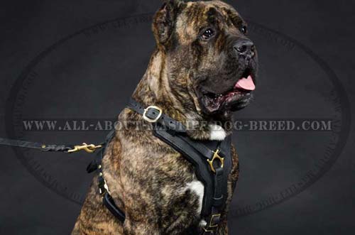 Padded Leather Cane Corso Harness for Everyday Walking and Training