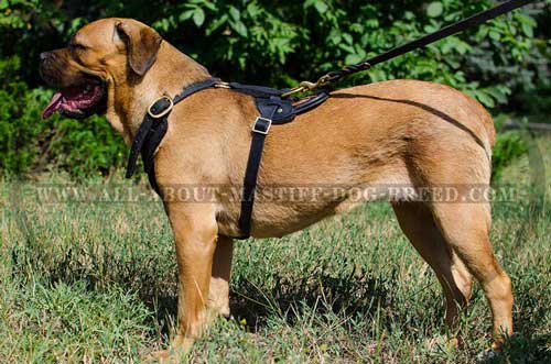 Cane Corso Leather Harness Padded