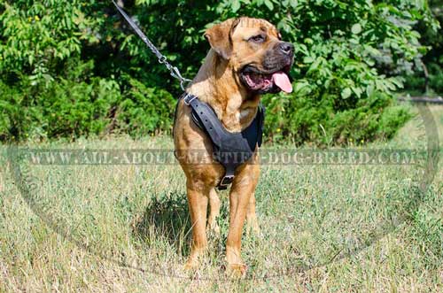 Leather Cane Corso harness with felt padded chest plate for better protection