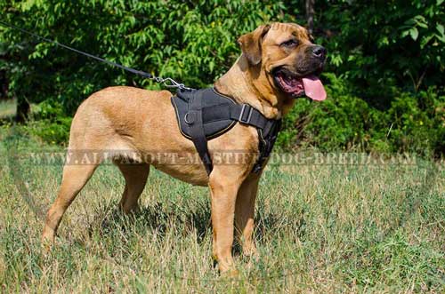 All weather nylon harness for Cane Corso