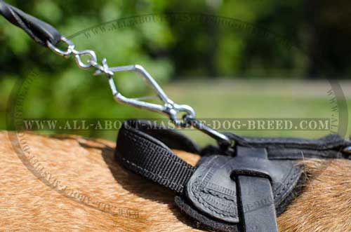 Cane Corso harness provides easy leash attachment