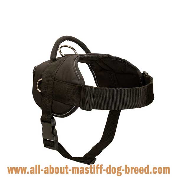All weather Cane Corso harness with comfortable wide straps