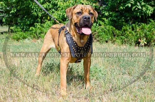  Cane Corso leather harness for tracking and walking
