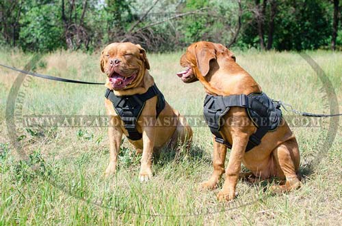 Dogue-De-Bordeaux nylon harness intended for different purposes