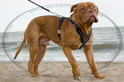  Dogue-de-Bordeaux leather harness with Y-shaped spiked plate