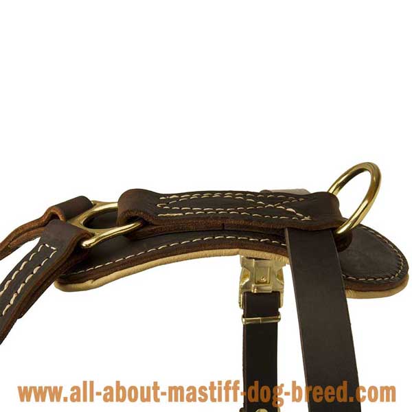 English Mastiff Leather Harness with Rust Resistant Hardware