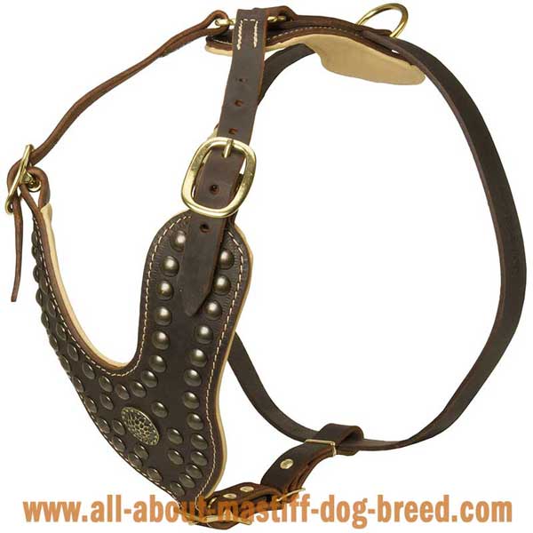 English Mastiff Leather Harness with Brass Studs and Brooch