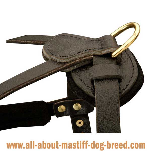 English Mastiff leather harness with side D-rings