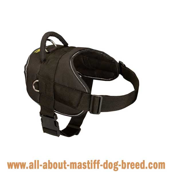 Superb English Mastiff harness for everyday use
