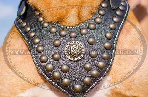 Designer leather dog harness with shiny studs