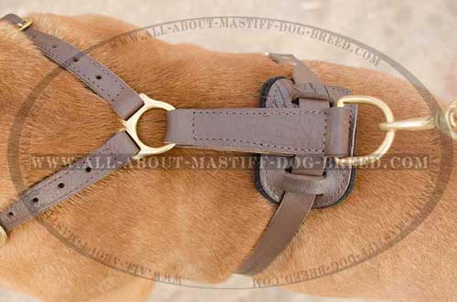 Attrective leather harness with brass fittings