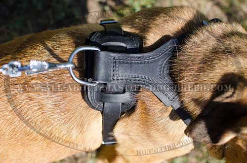 Durable leather dog equipped with strong D-ring