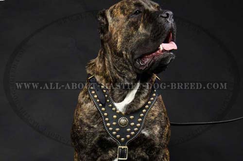 Mastiff Dog Harness Custom Leather 