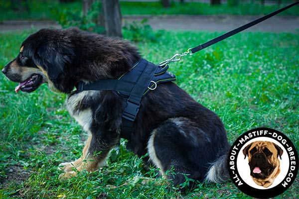 Water-resistant nylon Mastiff harness