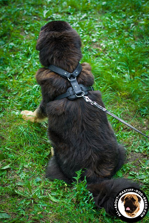 Mastiff leather harness rustproof hardware