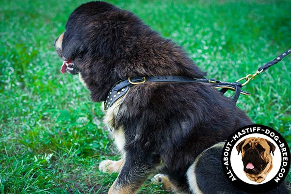 Distinctive leather Mastiff harness