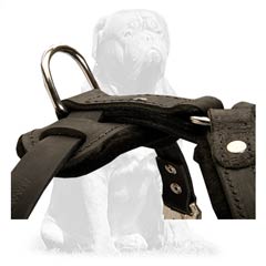 Mastiff harness for easy leash attachment with D-ring