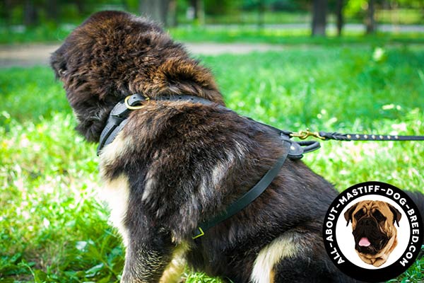 Lightweight leather Mastiff harness