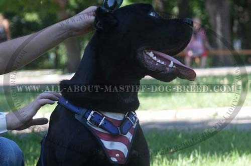 Custom Leather Dog Harness for Mastiff