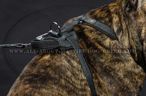 Leather Dog Harness for Cane Corso Breed Equipped with Better grip Handle