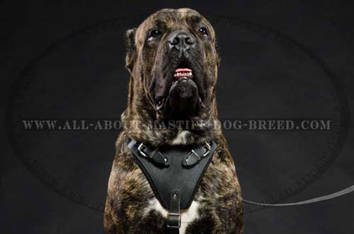 Cane Corso Leather Harness for Agitation Work