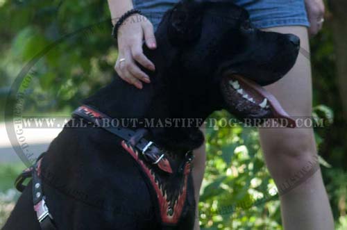 Handmade Leather Dog Harness for Mastiff Breed