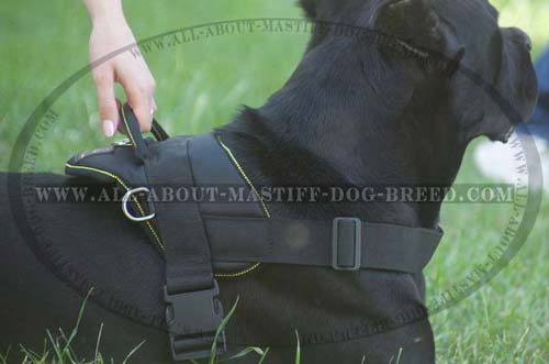 Mastiff dog harness for many kinds of training