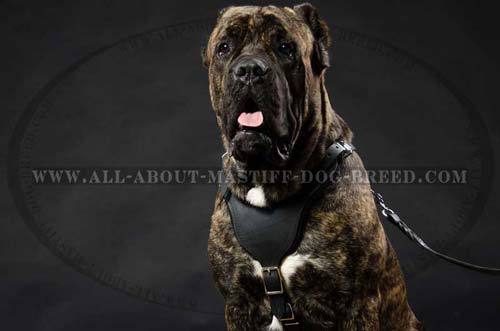 Mastiff dog harness with chest plate