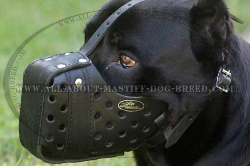 Cane Corso muzzle made of genuine leather with ventilation holes