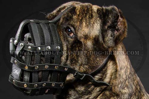 Comfy leather dog muzzle for Mastiff